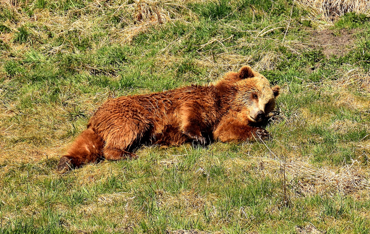 Europinis Rudasis Lokys, Laukinis Gyvūnas, Turėti, Pavojingas, Gyvūnų Pasaulis, Kailis, Gamta, Gyvūnas, Rudas Lokys, Laukinio Gyvenimo Parkas