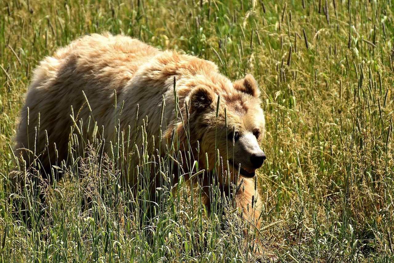 Europinis Rudasis Lokys, Ryškus Kailis, Blondinė, Rudas Lokys, Gamtos Parkas, Laukinis Gyvūnas, Pūkuotas, Pavojingas, Laukinių Parkų Girtavimas, Gyvūnų Pasaulis