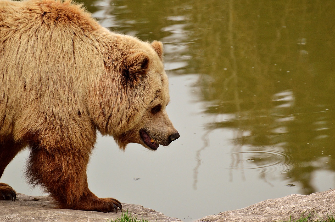 Europinis Rudasis Lokys, Ryškus Kailis, Blondinė, Rudas Lokys, Gamtos Parkas, Laukinis Gyvūnas, Pūkuotas, Pavojingas, Laukinių Parkų Girtavimas, Gyvūnų Pasaulis