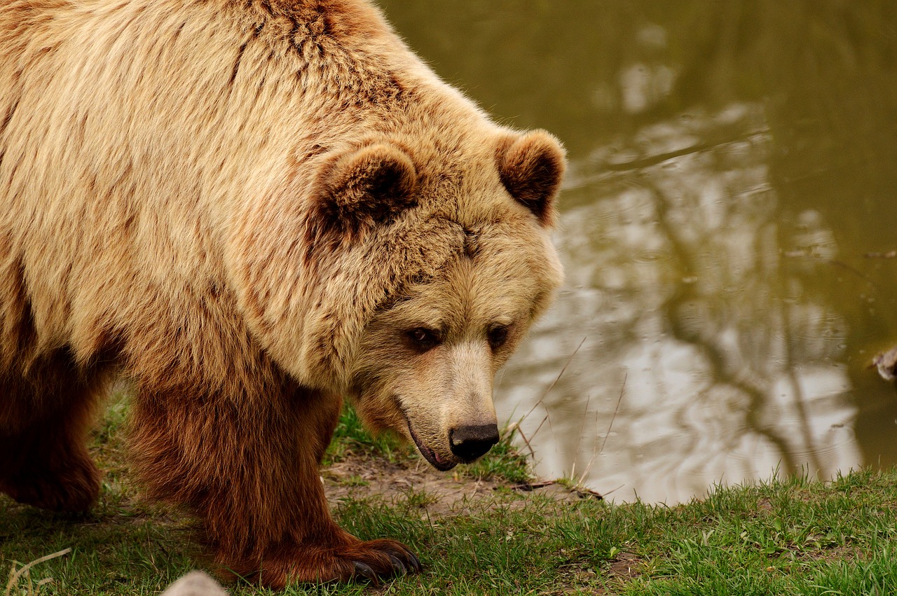 Europinis Rudasis Lokys, Ryškus Kailis, Blondinė, Rudas Lokys, Gamtos Parkas, Laukinis Gyvūnas, Pūkuotas, Pavojingas, Laukinių Parkų Girtavimas, Gyvūnų Pasaulis