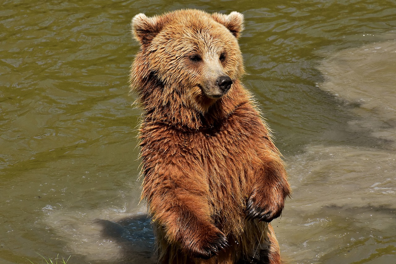 Europos Rudoji Meška,  Rudas Lokys,  Gamtos Parkas,  Laukinis Gyvūnas,  Furry,  Pavojinga,  Wildpark Poing,  Gyvūnijos Pasaulyje,  Kailiai,  Turėti