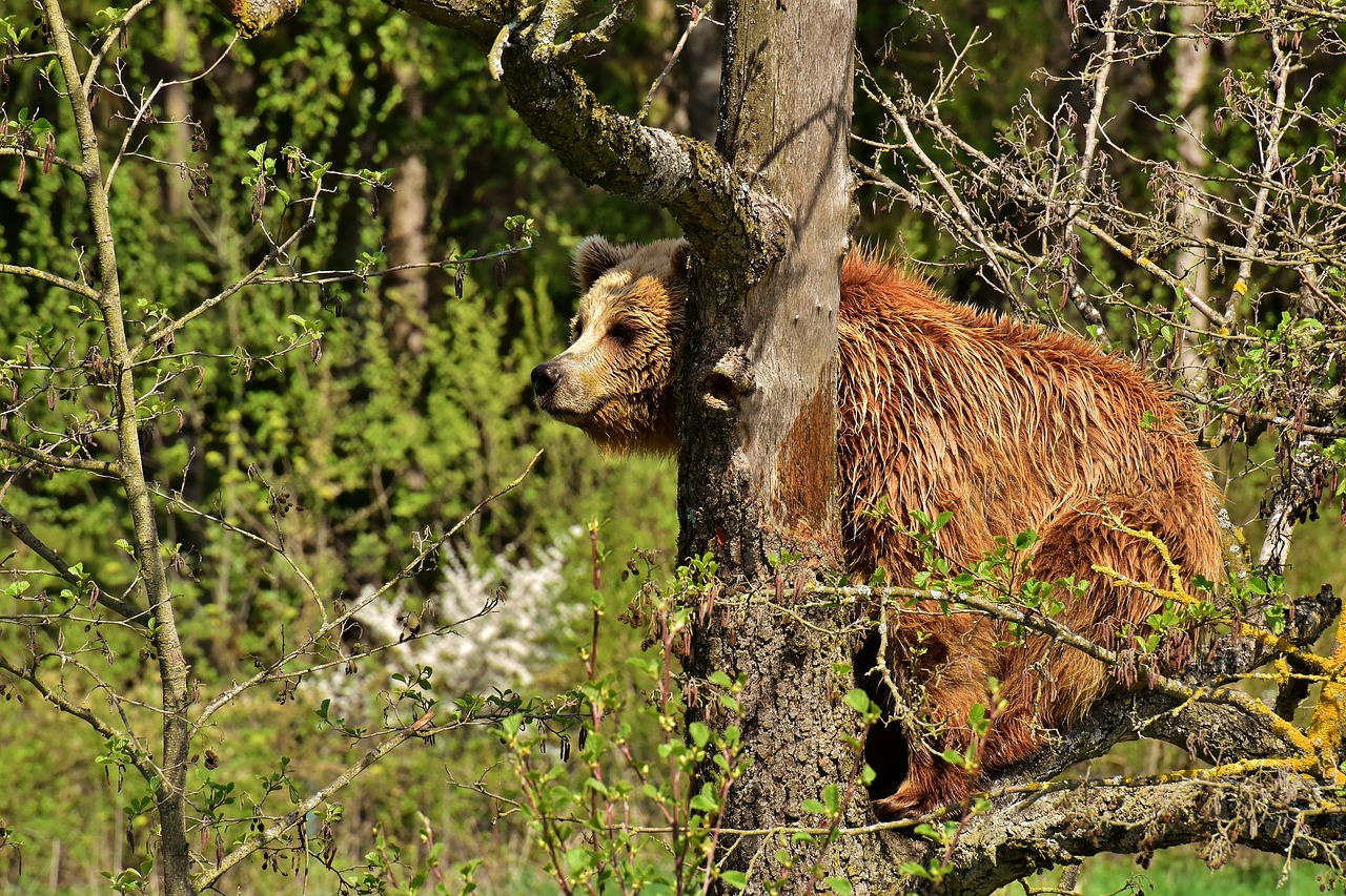 Europos Rudoji Meška,  Medis,  Rudas Lokys,  Gamtos Parkas,  Laukinis Gyvūnas,  Furry,  Pavojinga,  Wildpark Poing,  Gyvūnijos Pasaulyje,  Kailiai