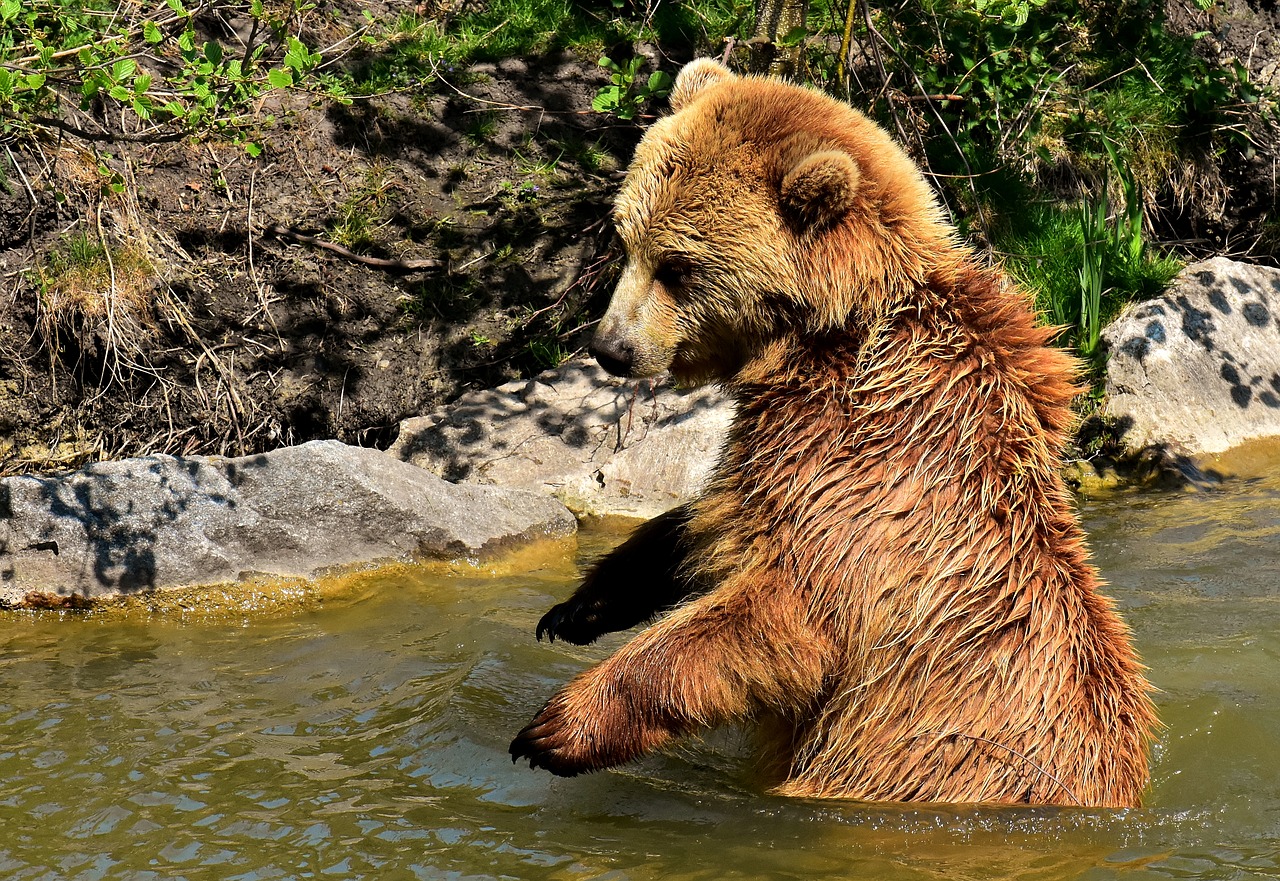 Europos Rudoji Meška,  Rudas Lokys,  Gamtos Parkas,  Laukinis Gyvūnas,  Furry,  Pavojinga,  Wildpark Poing,  Gyvūnijos Pasaulyje,  Kailiai,  Turėti