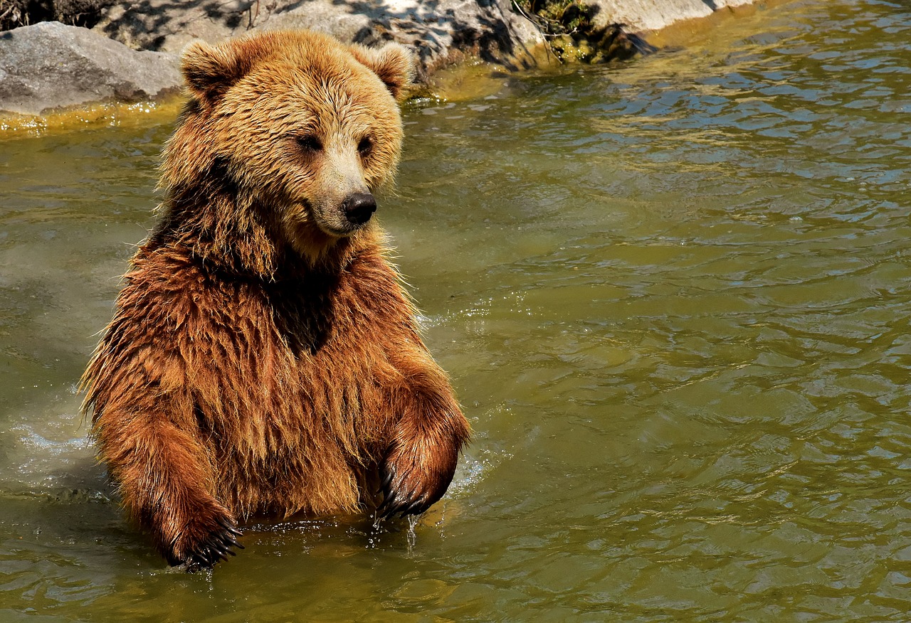 Europos Rudoji Meška,  Rudas Lokys,  Gamtos Parkas,  Laukinis Gyvūnas,  Furry,  Pavojinga,  Wildpark Poing,  Gyvūnijos Pasaulyje,  Kailiai,  Turėti