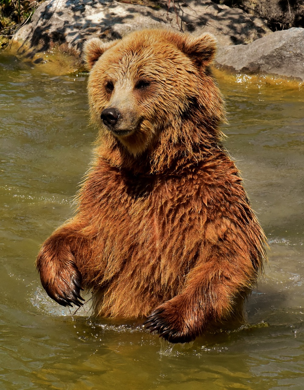 Europos Rudoji Meška,  Rudas Lokys,  Gamtos Parkas,  Laukinis Gyvūnas,  Furry,  Pavojinga,  Wildpark Poing,  Gyvūnijos Pasaulyje,  Kailiai,  Turėti