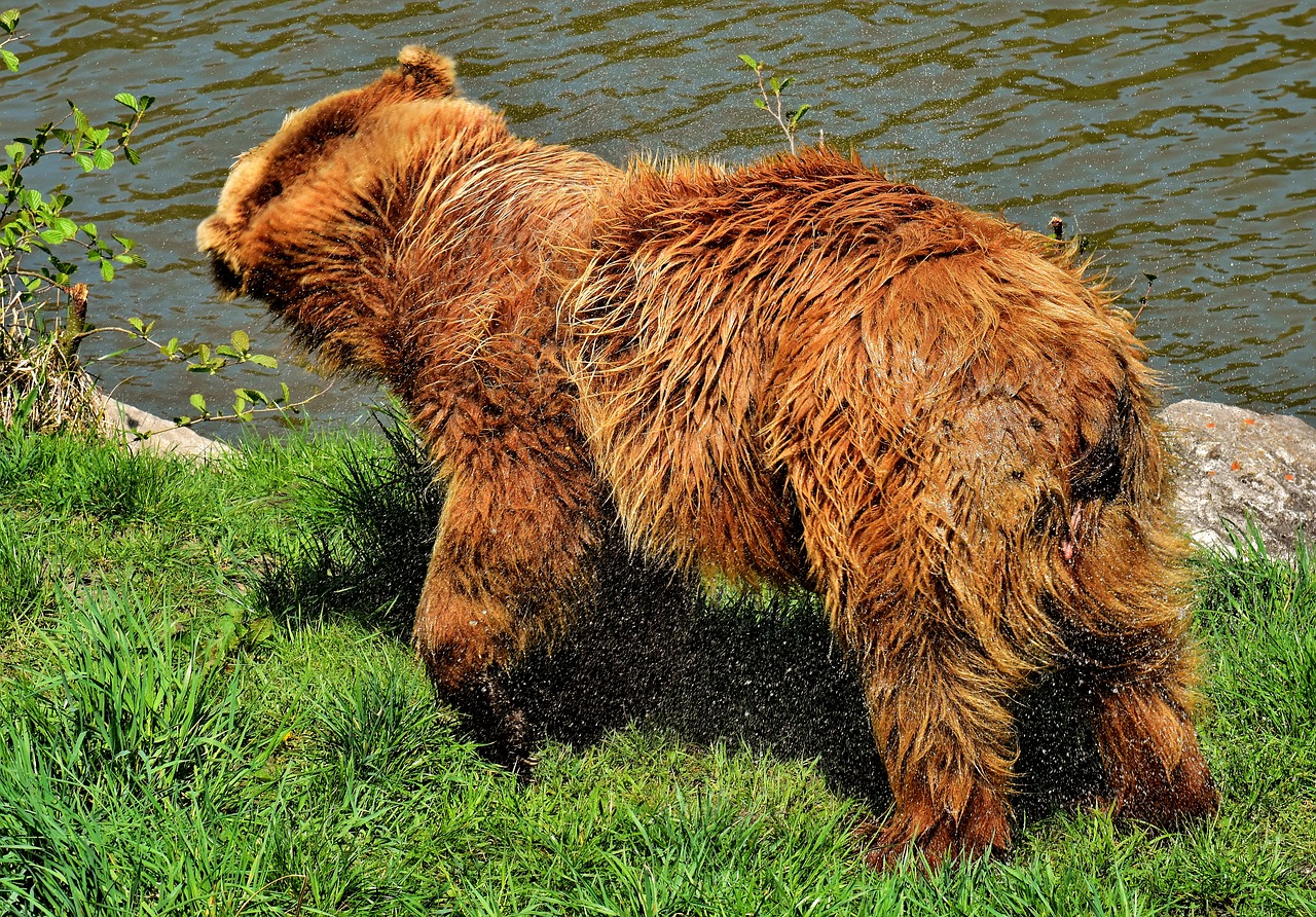 Europos Rudoji Meška,  Rudas Lokys,  Gamtos Parkas,  Laukinis Gyvūnas,  Furry,  Pavojinga,  Wildpark Poing,  Gyvūnijos Pasaulyje,  Kailiai,  Turėti