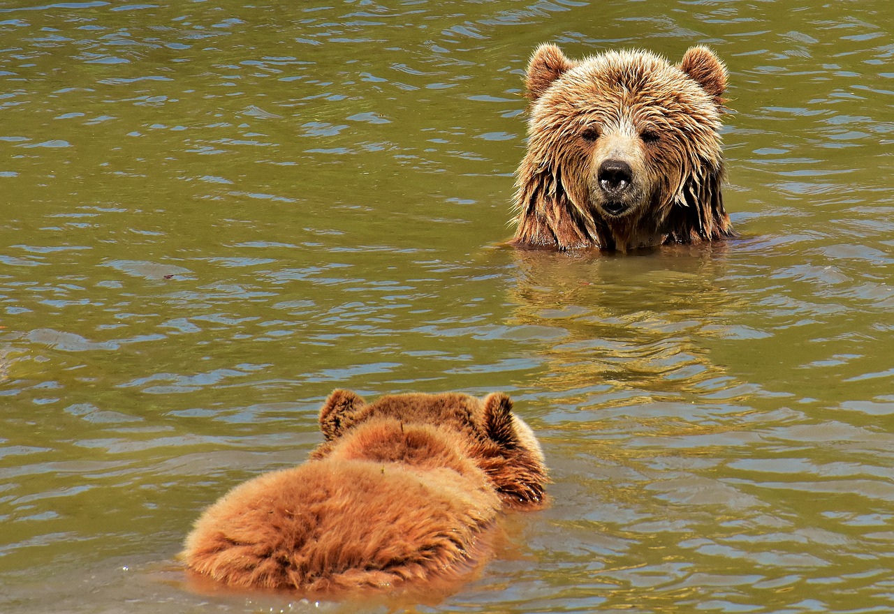 Europos Rudoji Meška,  Žaisti,  Kartu,  Rudas Lokys,  Gamtos Parkas,  Laukinis Gyvūnas,  Furry,  Pavojinga,  Wildpark Poing,  Gyvūnijos Pasaulyje