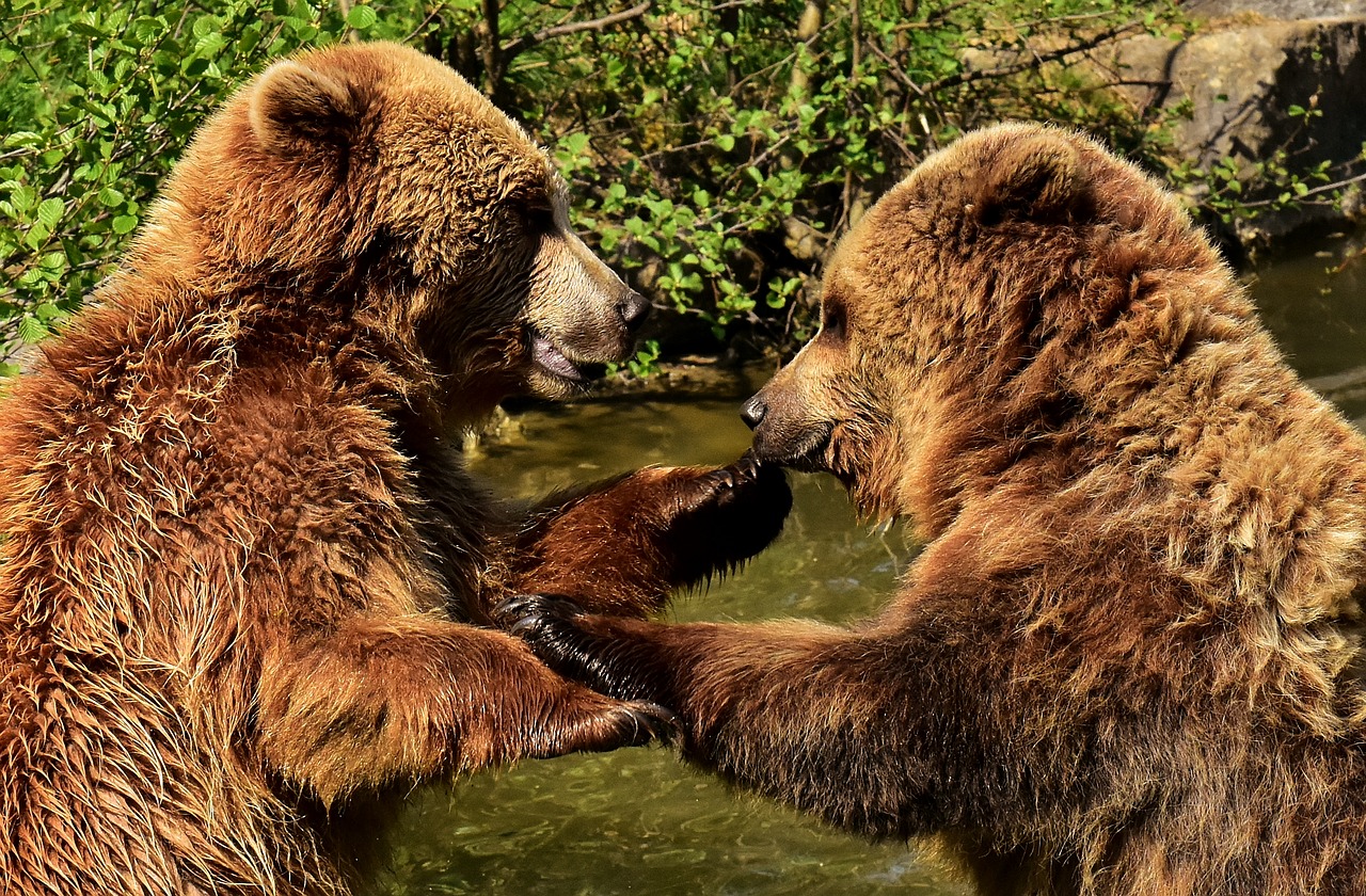 Europos Rudoji Meška,  Žaisti,  Kartu,  Juokinga,  Rudas Lokys,  Gamtos Parkas,  Laukinis Gyvūnas,  Furry,  Pavojinga,  Wildpark Poing