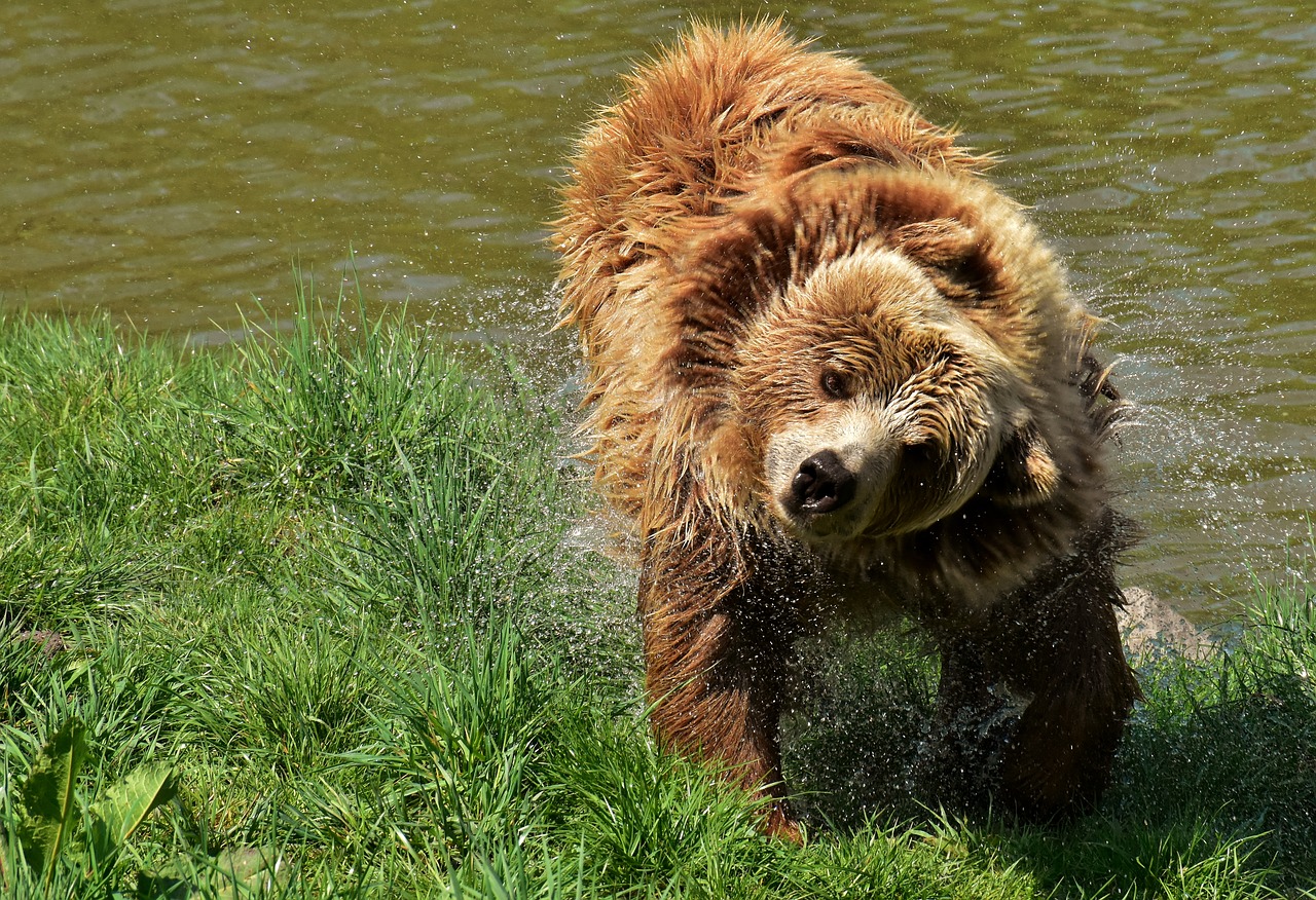 Europos Rudoji Meška,  Rudas Lokys,  Gamtos Parkas,  Laukinis Gyvūnas,  Furry,  Pavojinga,  Wildpark Poing,  Gyvūnijos Pasaulyje,  Kailiai,  Turėti