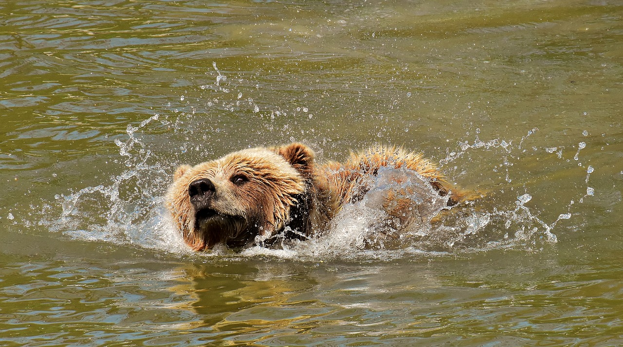 Europos Rudoji Meška,  Rudas Lokys,  Gamtos Parkas,  Laukinis Gyvūnas,  Furry,  Pavojinga,  Wildpark Poing,  Gyvūnijos Pasaulyje,  Kailiai,  Turėti