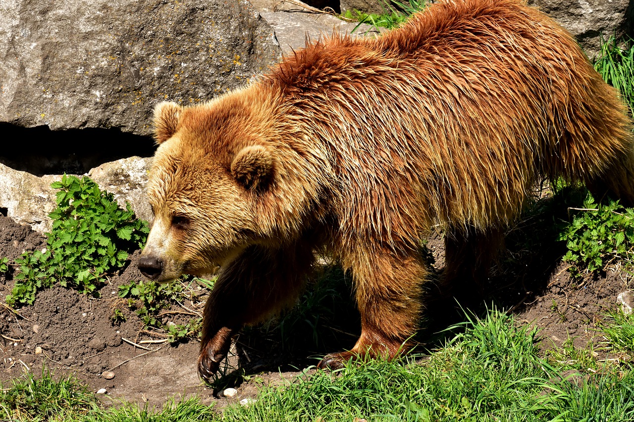 Europos Rudoji Meška,  Rudas Lokys,  Gamtos Parkas,  Laukinis Gyvūnas,  Furry,  Pavojinga,  Wildpark Poing,  Gyvūnijos Pasaulyje,  Kailiai,  Turėti