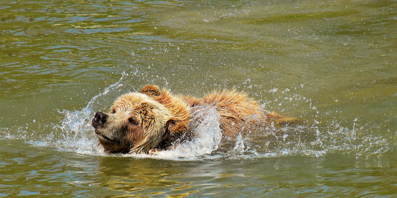 Europos Rudoji Meška,  Rudas Lokys,  Gamtos Parkas,  Laukinis Gyvūnas,  Furry,  Pavojinga,  Wildpark Poing,  Gyvūnijos Pasaulyje,  Kailiai,  Turėti