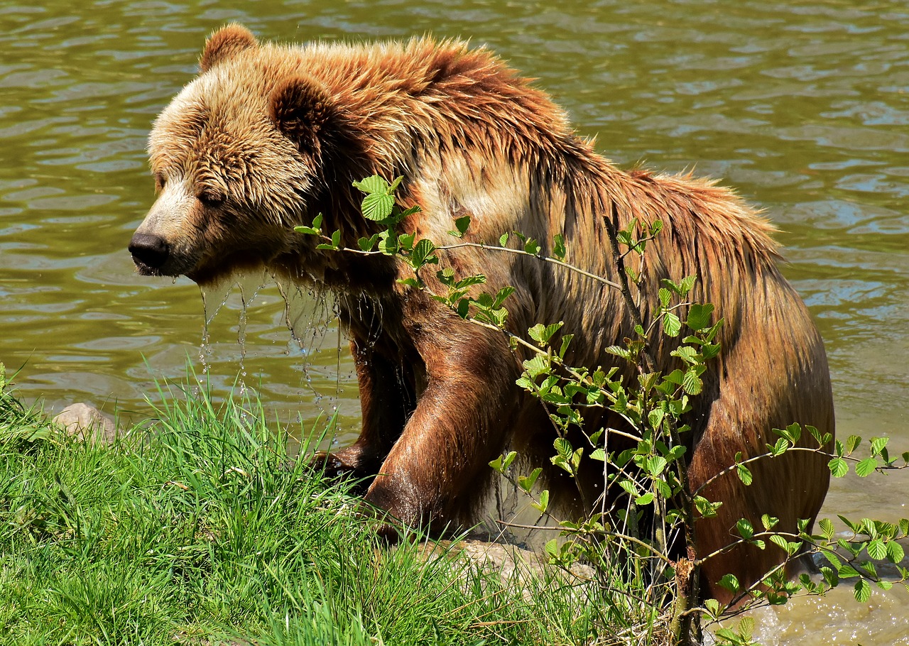 Europos Rudoji Meška,  Rudas Lokys,  Gamtos Parkas,  Laukinis Gyvūnas,  Furry,  Pavojinga,  Wildpark Poing,  Gyvūnijos Pasaulyje,  Kailiai,  Turėti