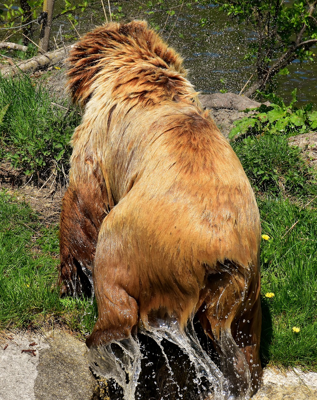 Europos Rudoji Meška,  Rudas Lokys,  Gamtos Parkas,  Laukinis Gyvūnas,  Furry,  Pavojinga,  Wildpark Poing,  Gyvūnijos Pasaulyje,  Kailiai,  Turėti