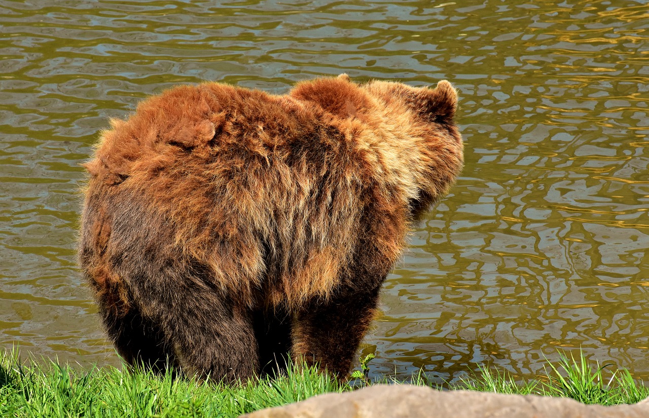 Europos Rudoji Meška,  Rudas Lokys,  Gamtos Parkas,  Laukinis Gyvūnas,  Furry,  Pavojinga,  Wildpark Poing,  Gyvūnijos Pasaulyje,  Kailiai,  Turėti