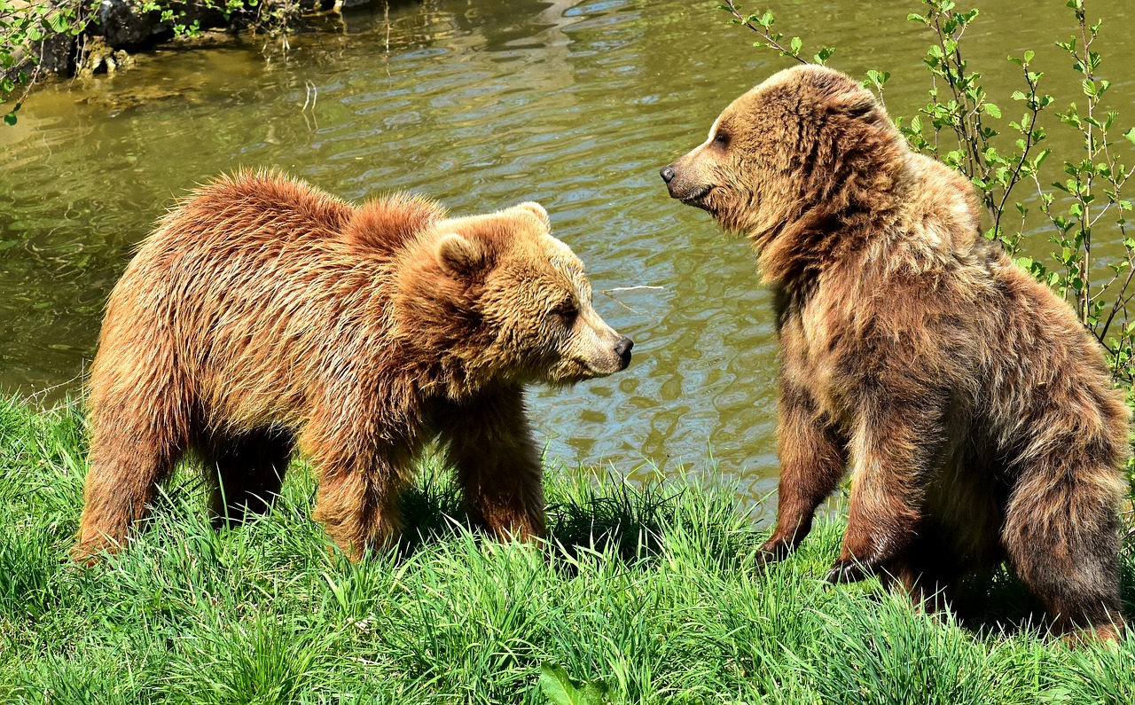 Europos Rudoji Meška,  Žaisti,  Kartu,  Juokinga,  Rudas Lokys,  Gamtos Parkas,  Laukinis Gyvūnas,  Furry,  Pavojinga,  Wildpark Poing