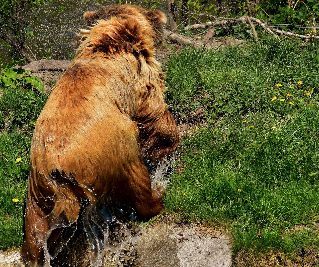 Europos Rudoji Meška,  Rudas Lokys,  Gamtos Parkas,  Laukinis Gyvūnas,  Furry,  Pavojinga,  Wildpark Poing,  Gyvūnijos Pasaulyje,  Kailiai,  Turėti