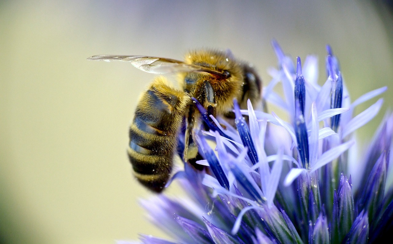 Europietiškas Medus Bites, Apdulkintojas, Vabzdys, Gėlė, Mėlynas, Rubus Fruticosus, Klaida, Apdulkinimas, Bičių, Gamta