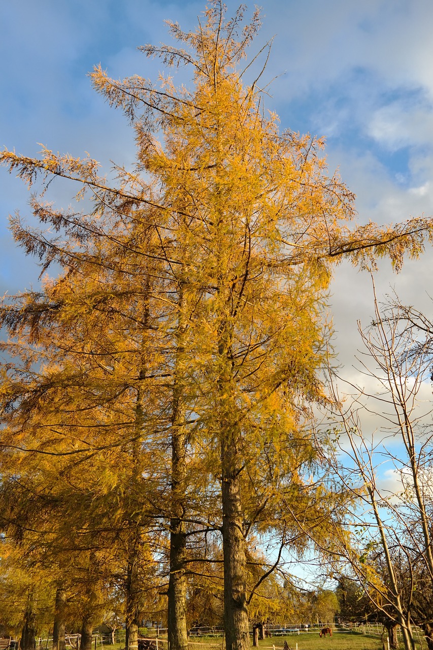 Europos Maumedis, Medis, Maumedis, Larix Decidua, Kritimo Spalva, Geltona, Auksinis, Larix, Pušies Šiltnamyje, Vakarų