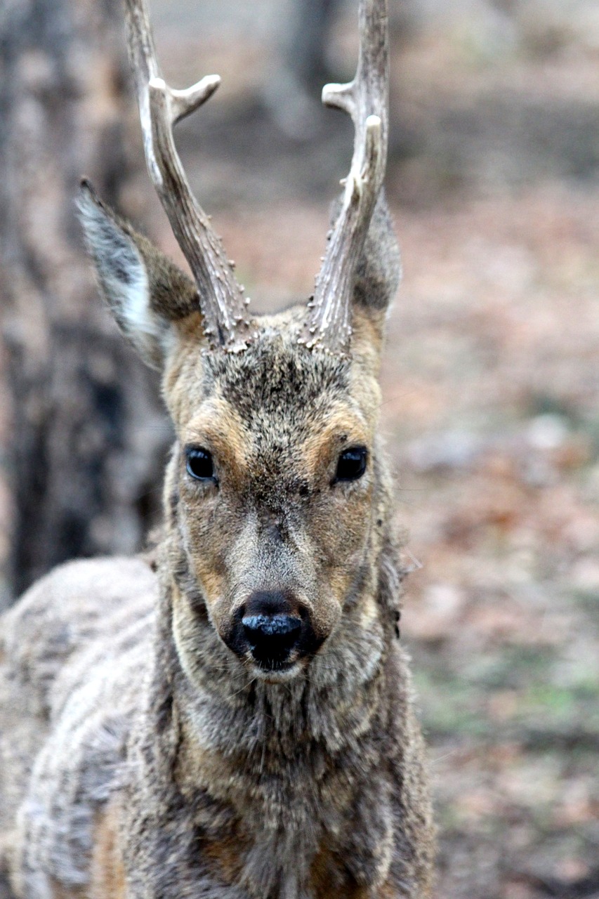 Europos Elniai, Roebuck, Laukinė Ožka, Roe, Capreolus Capreolus, Ovis, Galva, Rusų Gyvūnų, Ausys, Gyvūnas