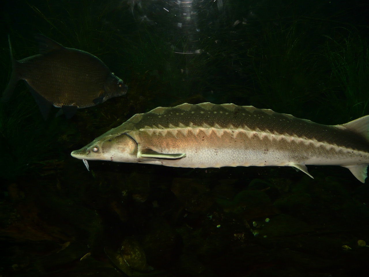 Europinis Eršketas, Žuvis, Plaukti, Pelekai, Akvariumas, Acipenser Sturio, Baltischer Ertuonas, Kaulinių Žuvų Sutrikimas, Acipenser, Anadromer Wanderfisch