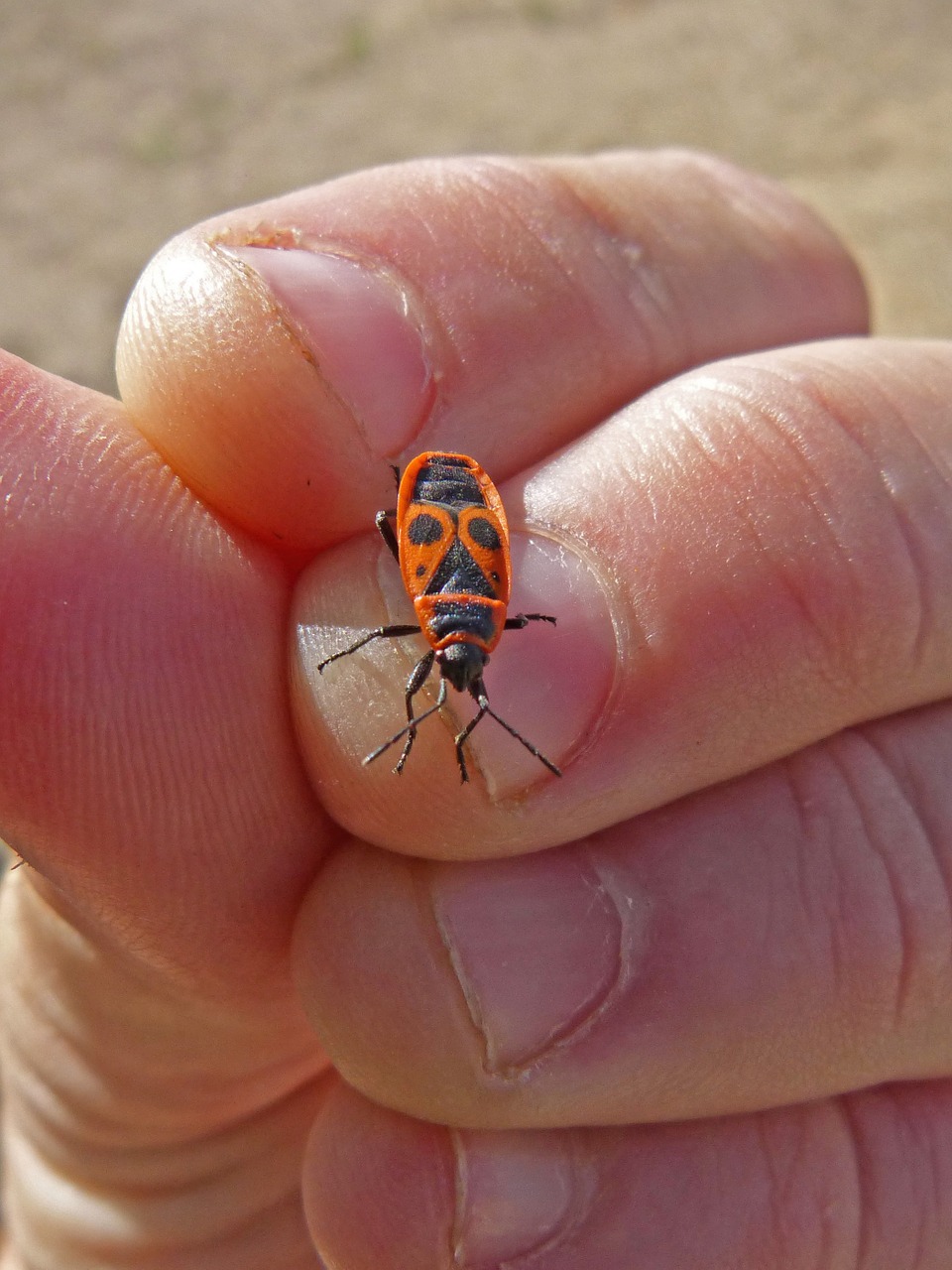 Eurydema Ornatum, Raudona Klaida, Vabalo Vabzdys, Ranka, Nemokamos Nuotraukos,  Nemokama Licenzija