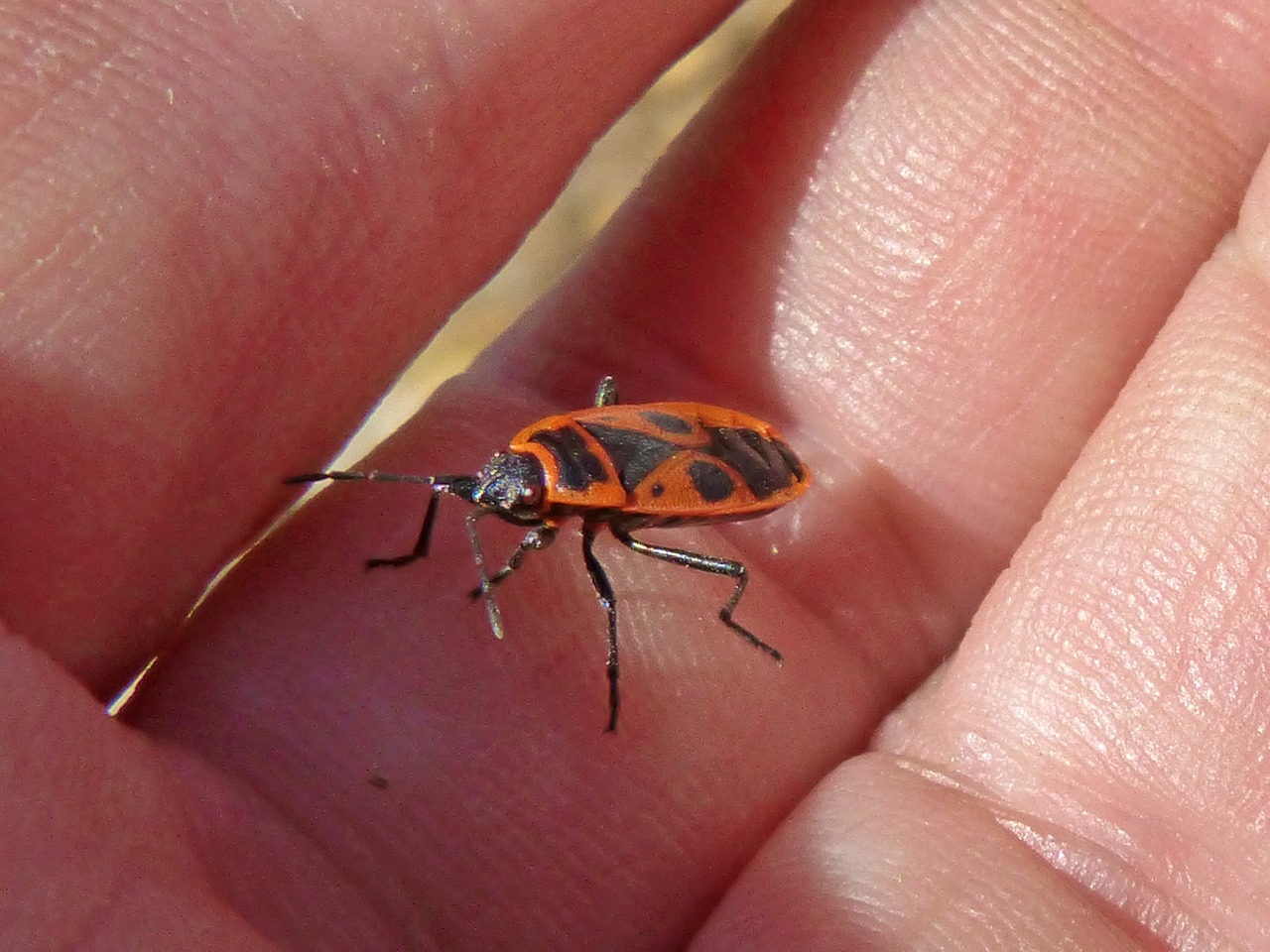 Eurydema Ornatum, Raudona Klaida, Vabalo Vabzdys, Ranka, Nemokamos Nuotraukos,  Nemokama Licenzija