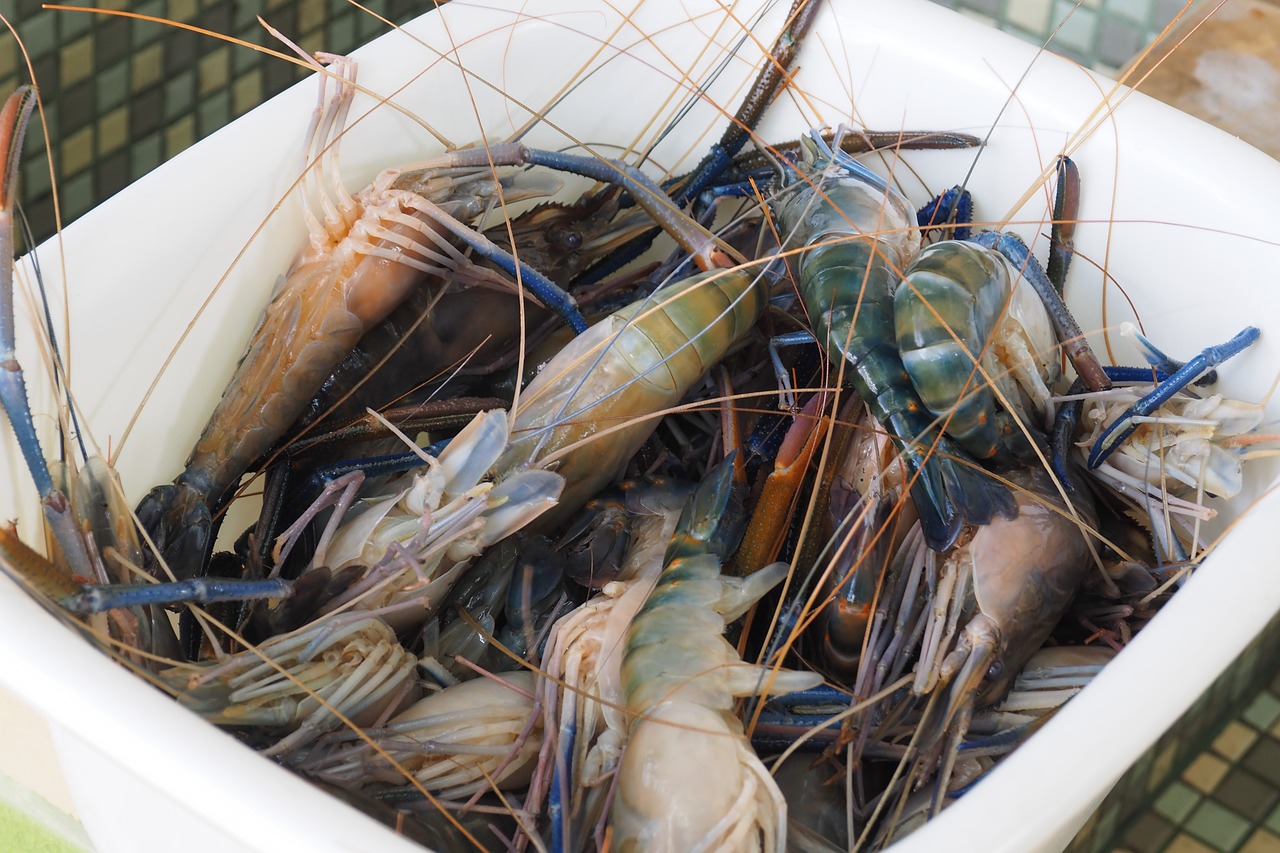 Net Vandens Krevetės, Krevetės, Maistas, Maisto Produktas, Žaliavinis, Nemokamos Nuotraukos,  Nemokama Licenzija