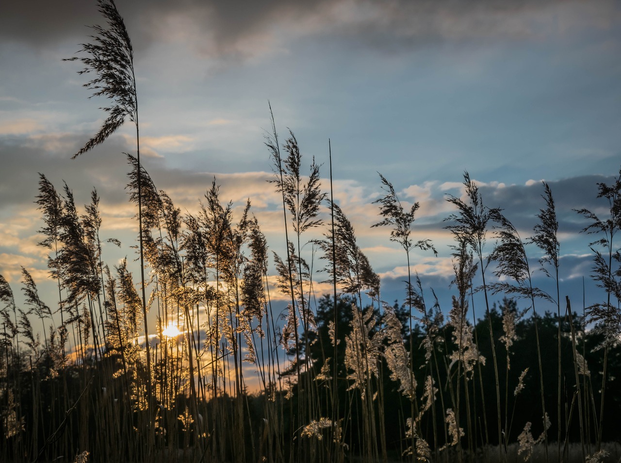 Vakaras, Dangus, Nendrė, Saulėlydis, Twilight, Žolė, Romantika, Abendstimmung, Šviesa, Saulė