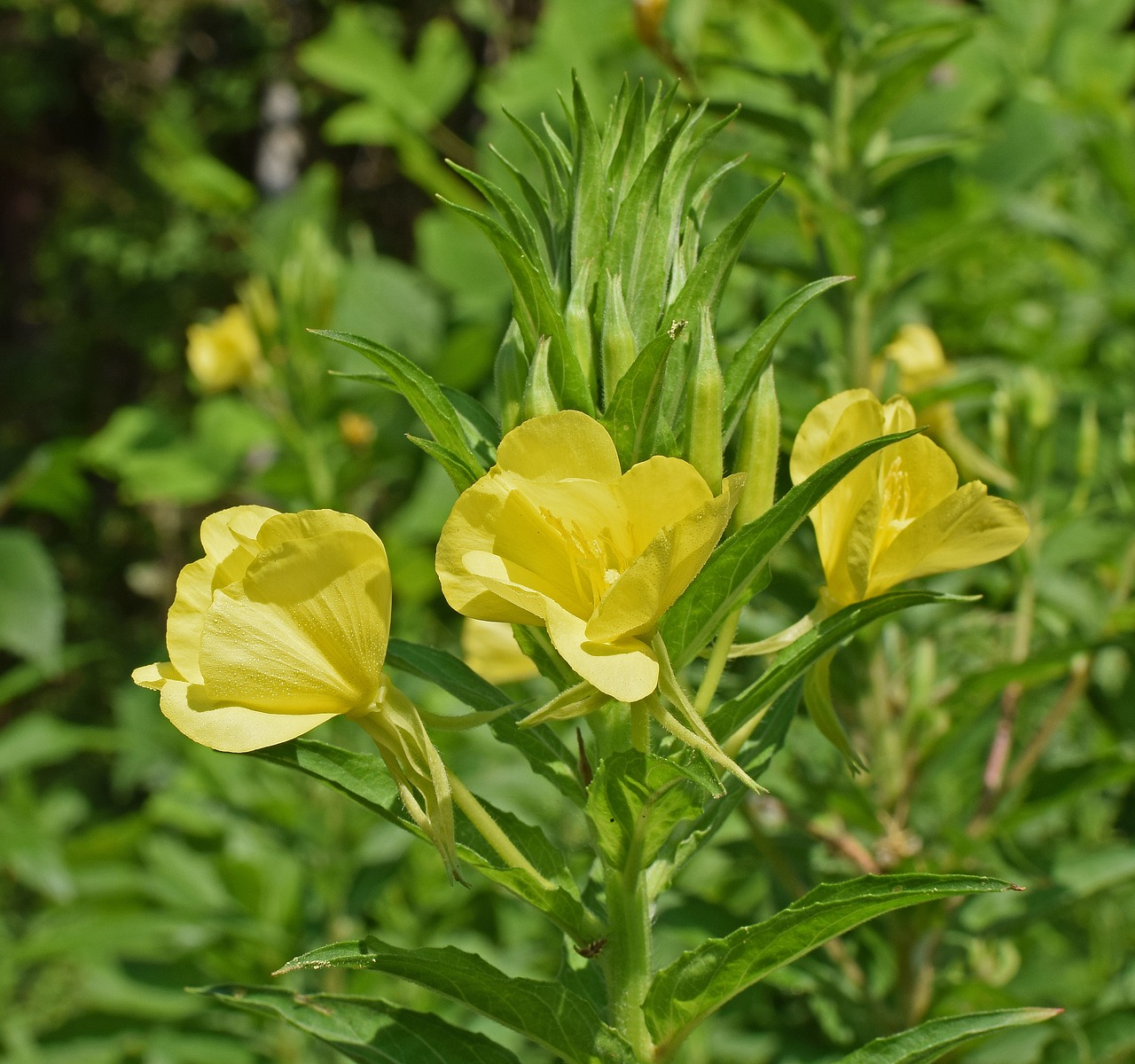 Vakarinė Primozė, Wildflower, Žiedas, Žydėti, Augalas, Medicinos, Geltona, Vasara, Spalvinga, Nemokamos Nuotraukos