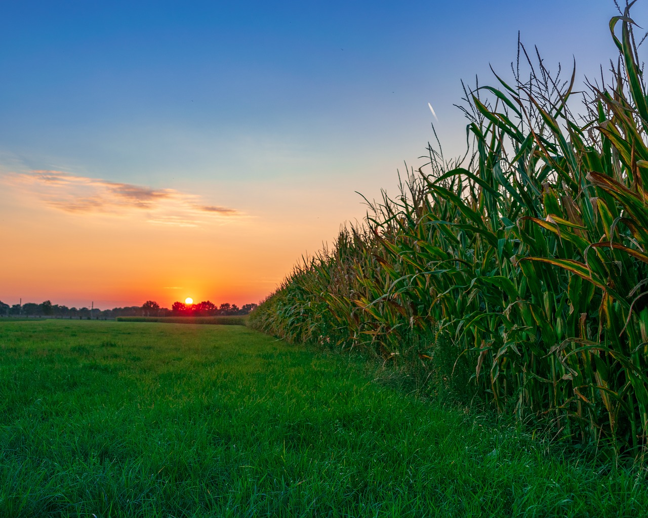 Vakarą Dangus,  Niva,  Ariama,  Kukurūzų,  Vakare,  Twilight,  Nuotaika,  Afterglow,  Vasara,  Saulėlydžio