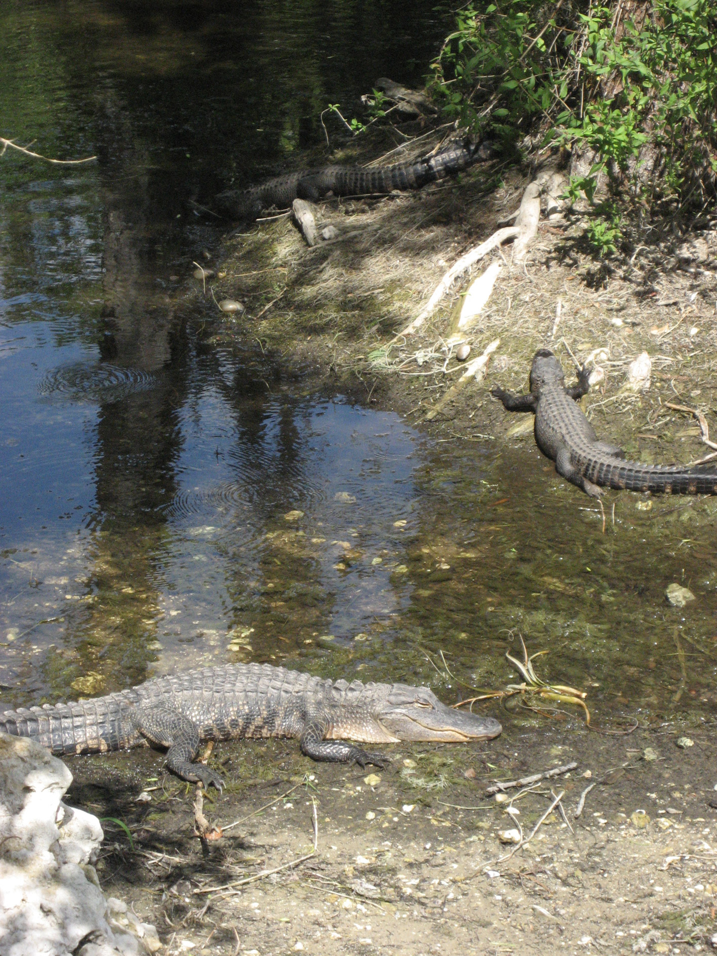 Everglades,  Florida,  Pelkė,  Aligatoriai,  Krokodilai,  Gamta,  Ropliai,  Laukinė Gamta,  Vanduo,  Everglades 1