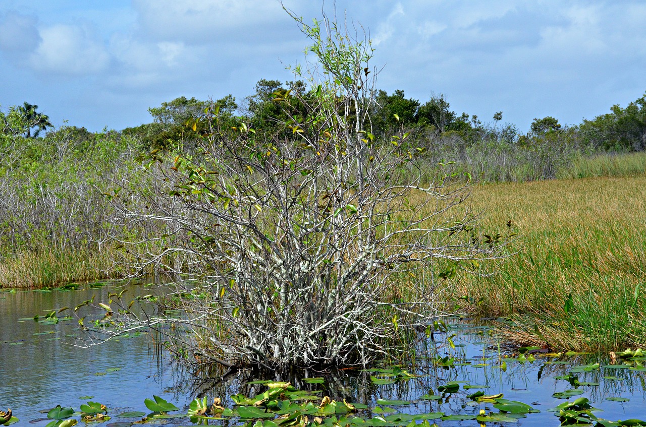 Everglades, Nacionalinis Parkas, Florida, Pagrindinis Vakaras, Parkas, Gamta, Laukinė Gamta, Medis, Usa, Nemokamos Nuotraukos