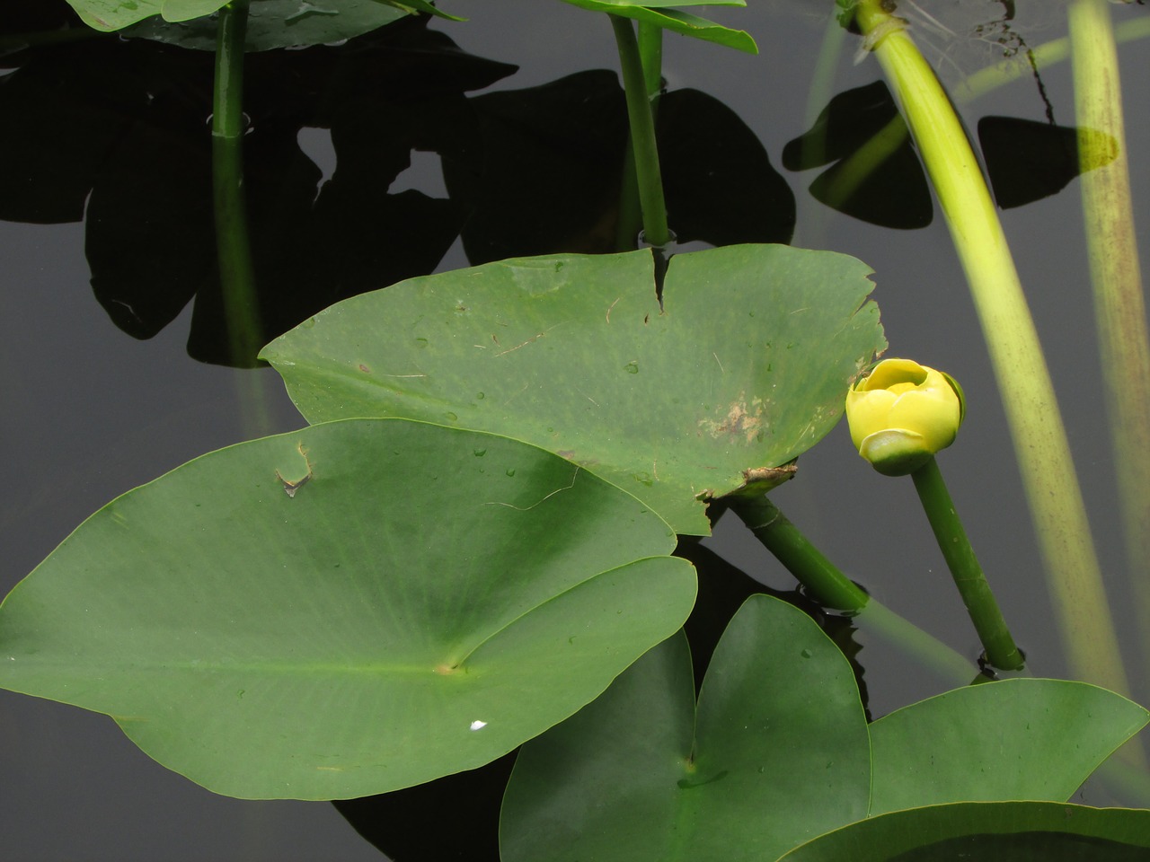 Everglades, Lauke, Pelkė, Pelkė, Upė, Gamta, Florida, Atogrąžų, Nemokamos Nuotraukos,  Nemokama Licenzija