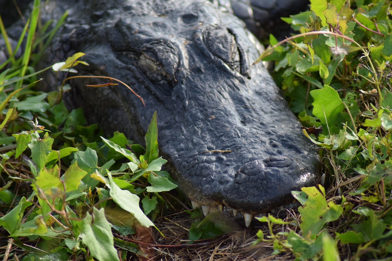 Everglades, Nacionalinis Parkas, Aligatorius, Florida, Miami, Nemokamos Nuotraukos,  Nemokama Licenzija