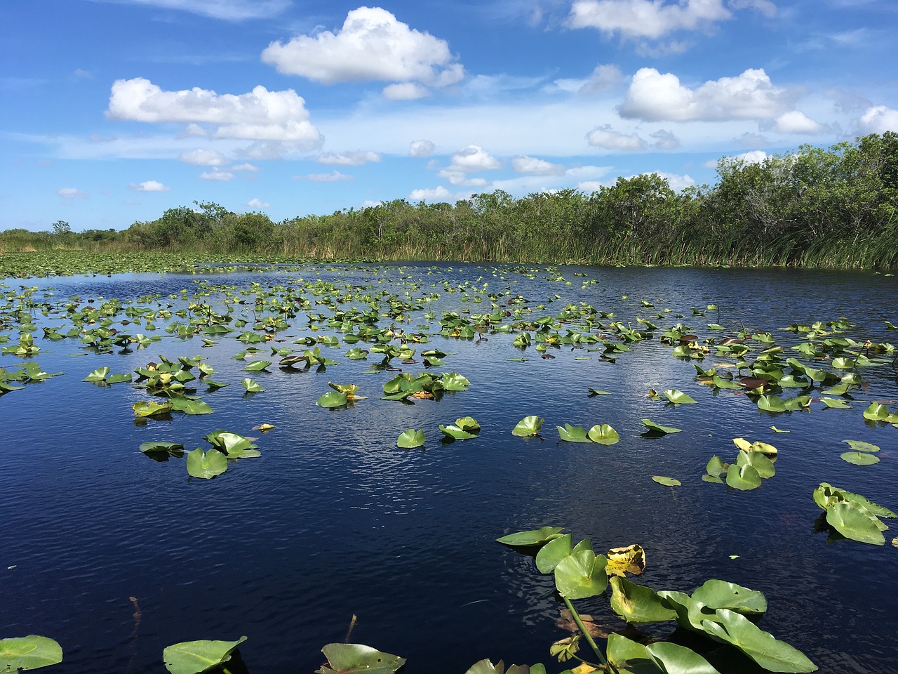 Everglades, Florida, Kiparisas, Nemokamos Nuotraukos,  Nemokama Licenzija