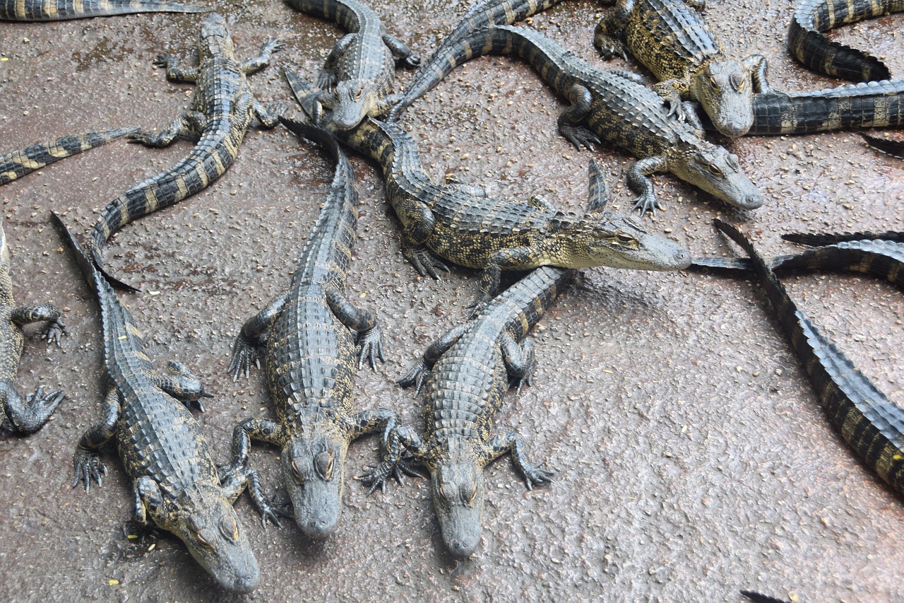 Everglades,  Krokodilas,  Florida, Nemokamos Nuotraukos,  Nemokama Licenzija