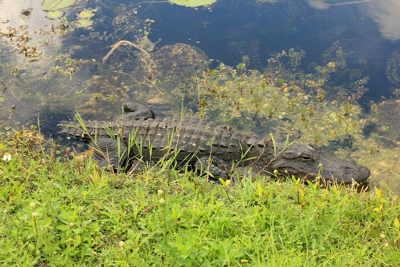 Everglades, Aligatorius, Krokodilas, Usa, Florida, Nacionalinis Parkas, Degintis, Nemokamos Nuotraukos,  Nemokama Licenzija
