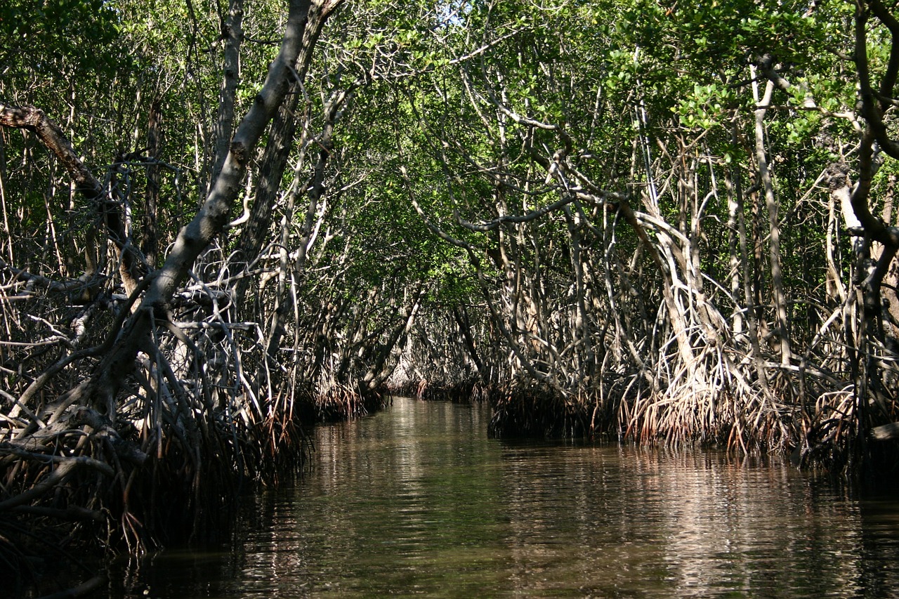 Everglades, Florida, Pelkė, Gamta, Vanduo, Pelkės, Šlapynes, Nemokamos Nuotraukos,  Nemokama Licenzija