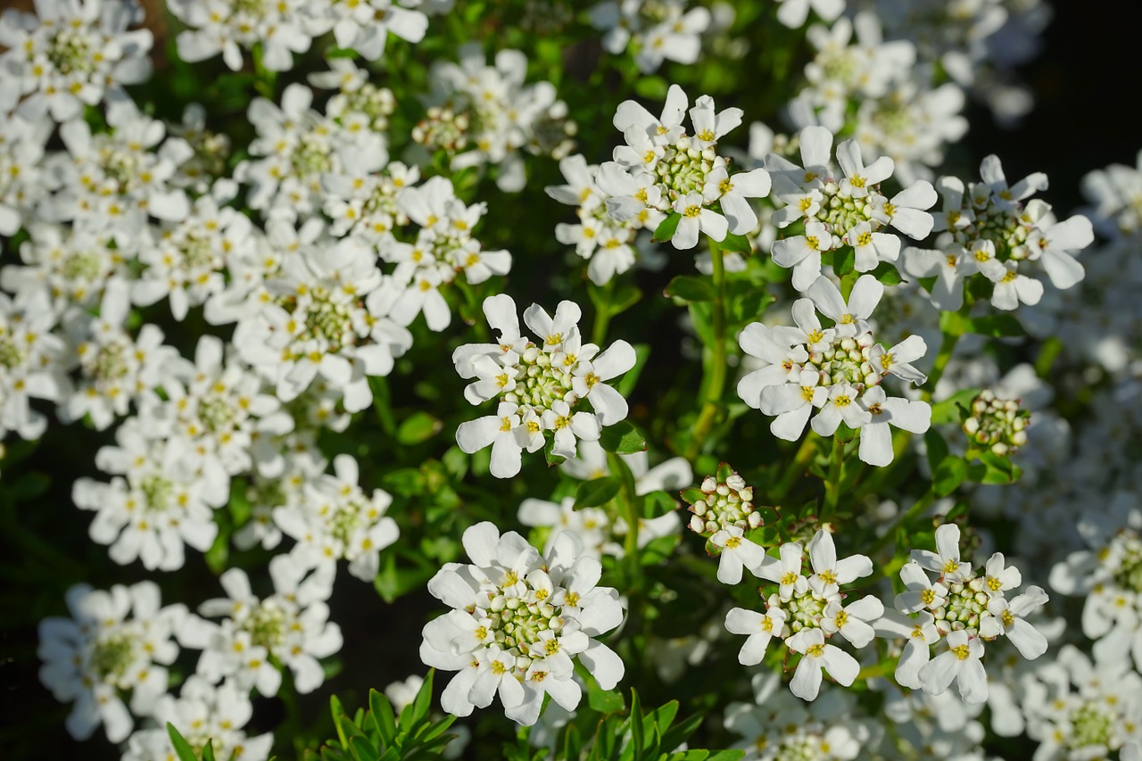 Visžalis Candytuft, Gėlės, Balta, Iberis Sempervirens, Periwinkle, Pusbokšlis, Kryžmažiški Augalai, Brassicaceae, Dekoratyvinis, Dekoratyvinis Krūmas