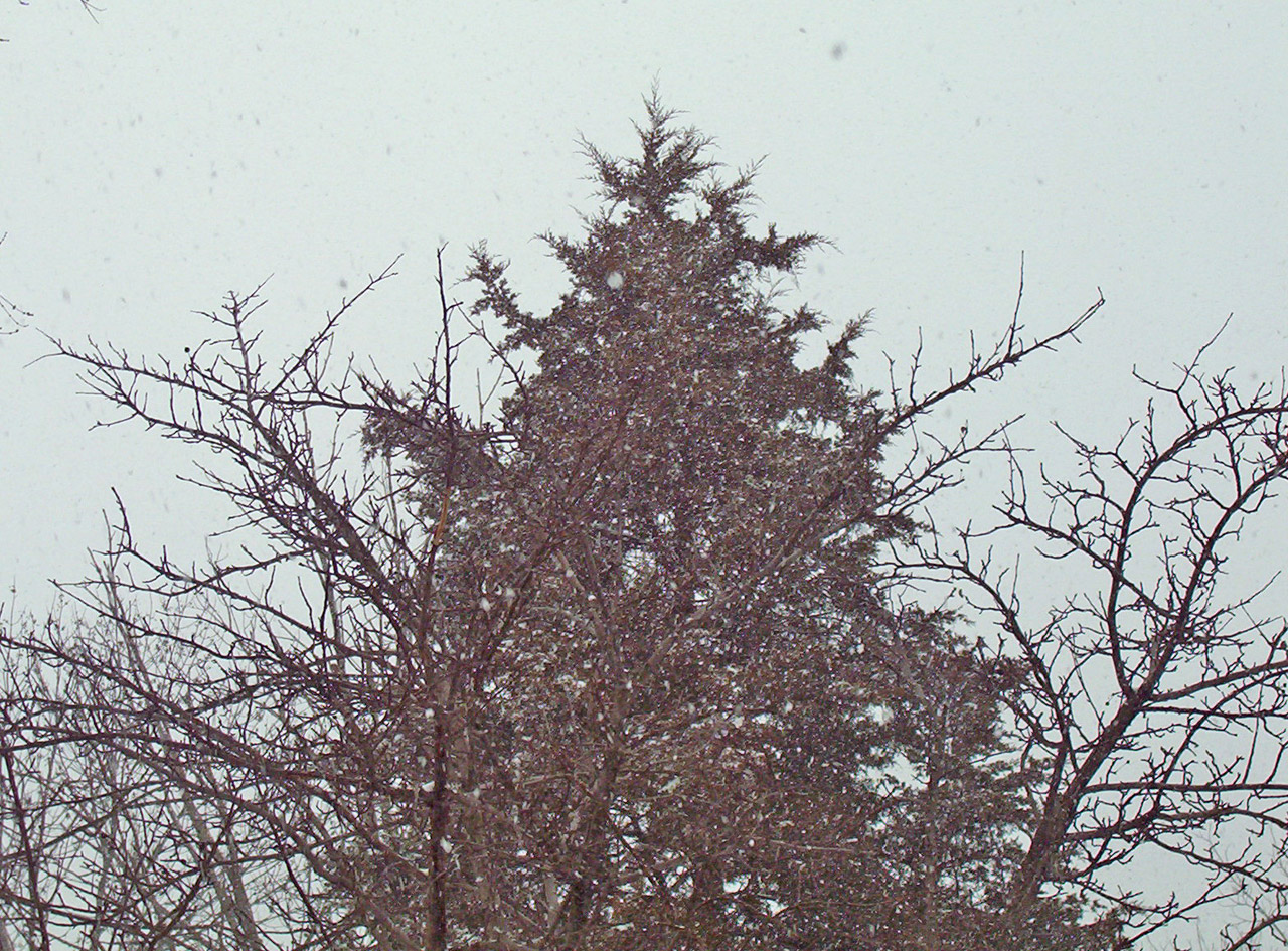 Visžalis,  Medis,  Sniegas,  Žiema,  Kalėdos,  Xmas,  Amžinai Žaliuojantis Medis, Nemokamos Nuotraukos,  Nemokama Licenzija