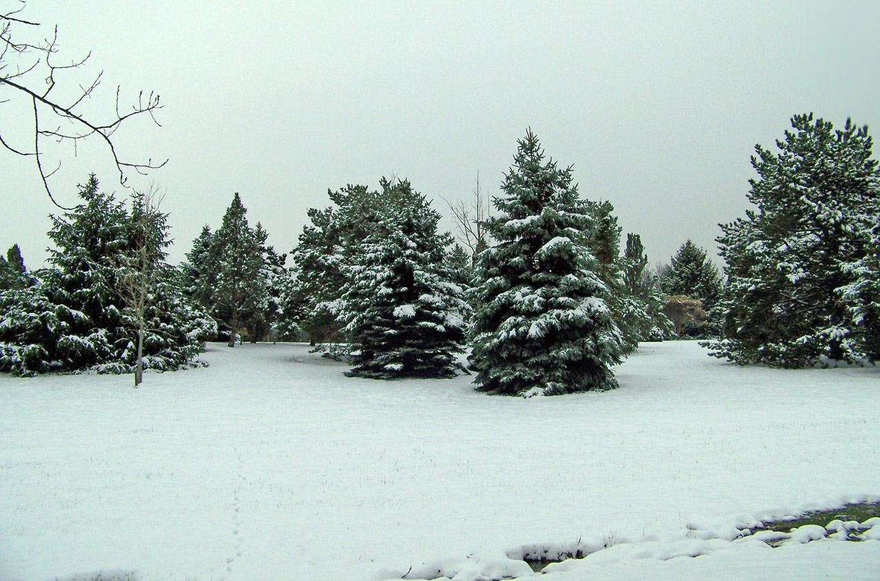 Visžalis,  Medis,  Kalėdos,  Xmas,  Žiema,  Sniegas,  Amžinai Žaliuojantys Medžiai, Nemokamos Nuotraukos,  Nemokama Licenzija