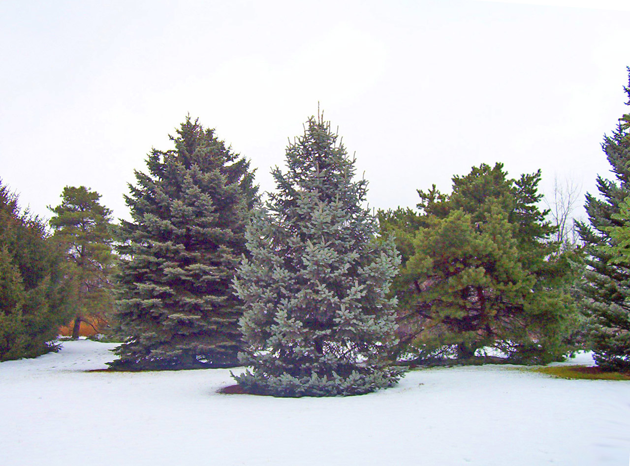 Visžalis,  Medžiai,  Sniegas,  Kalėdos,  Xmas,  Žiema,  Amžinai Žaliuojantys Medžiai Sniege, Nemokamos Nuotraukos,  Nemokama Licenzija