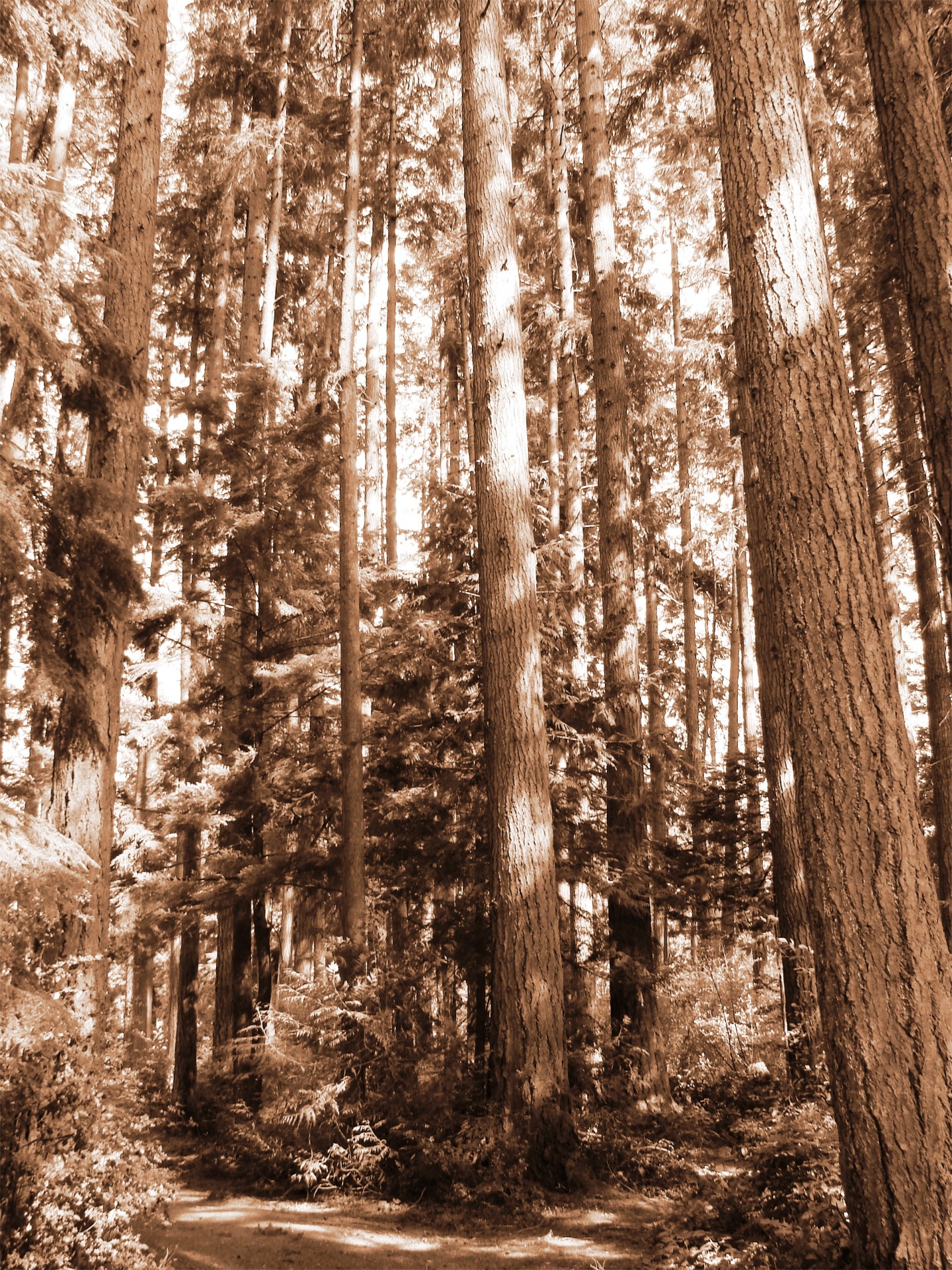 Sepija,  Miškas,  Amžinai Žaliuojantys Medžiai,  Eglė,  Medžiai,  Medis,  Aukšti & Nbsp,  Medžiai,  Vašingtonas,  Ramiojo Vandenyno Ir Šiaurės Vakarų