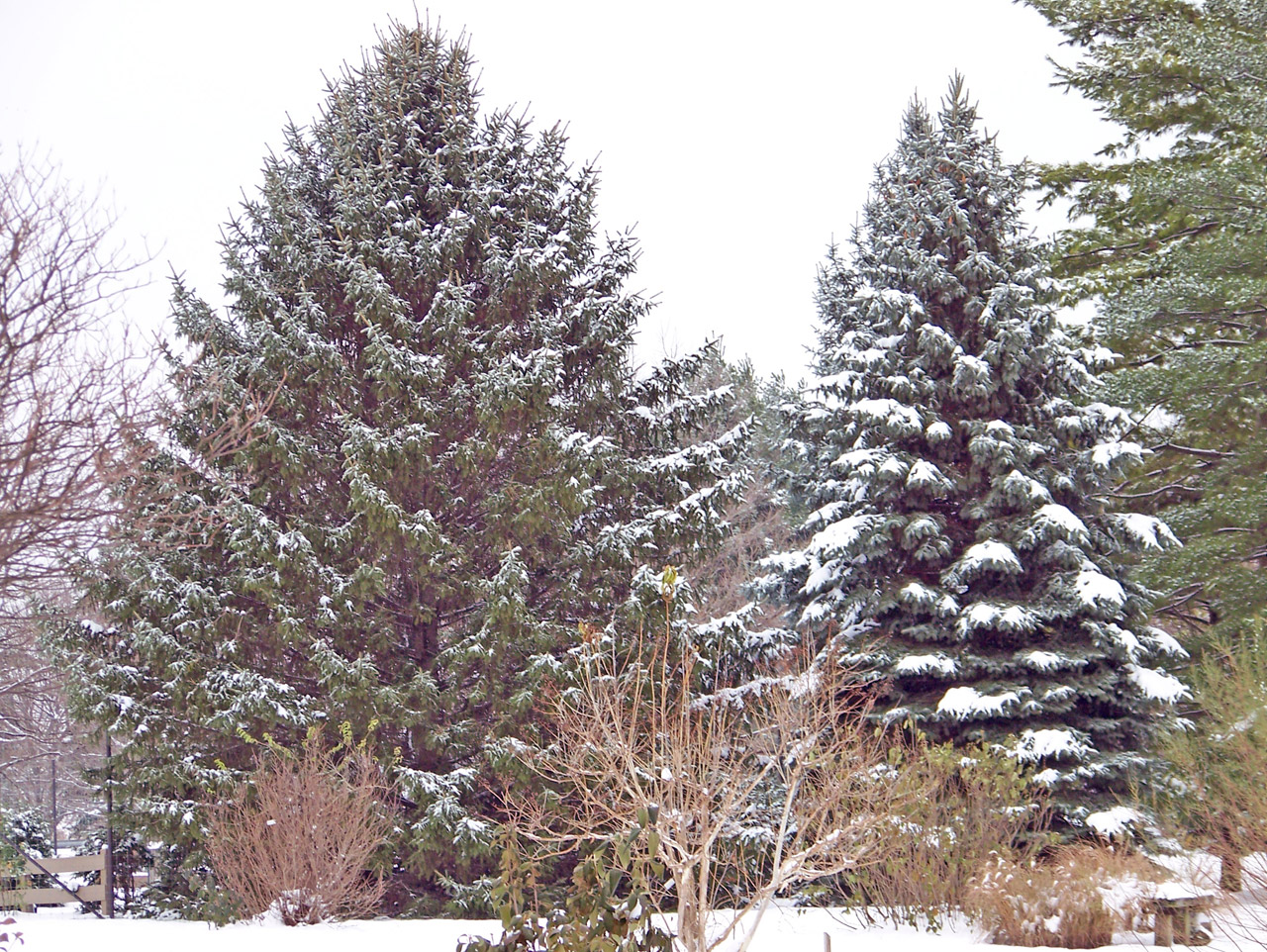 Visžalis,  Medis,  Kalėdos,  Xmas,  Žiema,  Sniegas,  Evergreens Sniego, Nemokamos Nuotraukos,  Nemokama Licenzija