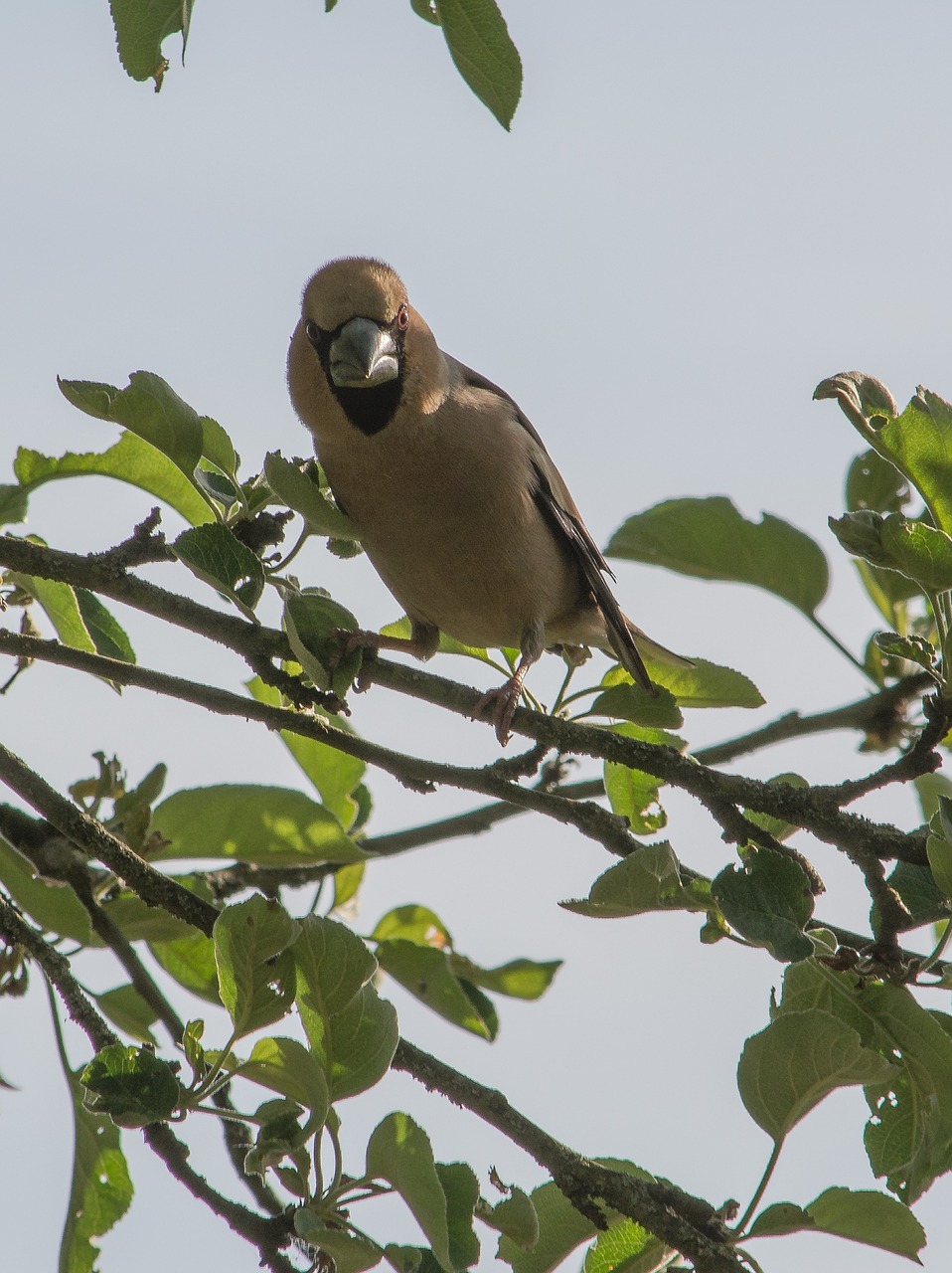 Blogio Akis, Paukštis, Kaimas, Vasara, Grosbeak, Nemokamos Nuotraukos,  Nemokama Licenzija