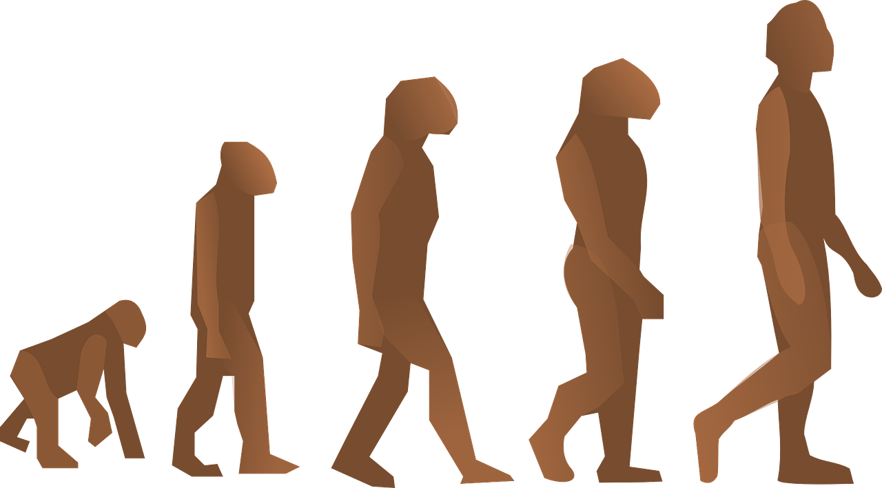 Evoliucija, Žmogus, Vaikščioti, Charles Darwin, Mokslas, Vyras, Siluetas, Figūra, Biologija, Primatai