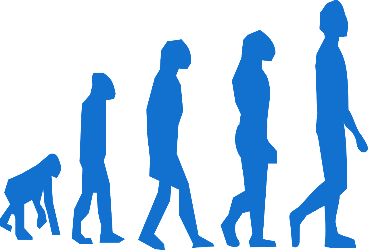 Evoliucija, Beždžionė, Vyras, Perėjimas, Neandertaliejus, Neandertaliečiai, Vertikaliai, Stovintis, Vaikščioti, Primatai