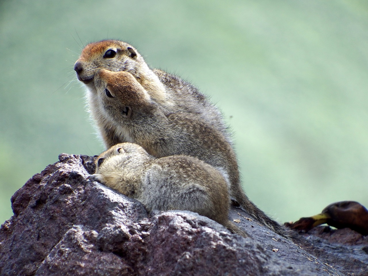 Evraiki, Gophers, Šeima, Graužikai, Nora, Highlands, Kraštovaizdis, Gamta, Vasara, Šiluma