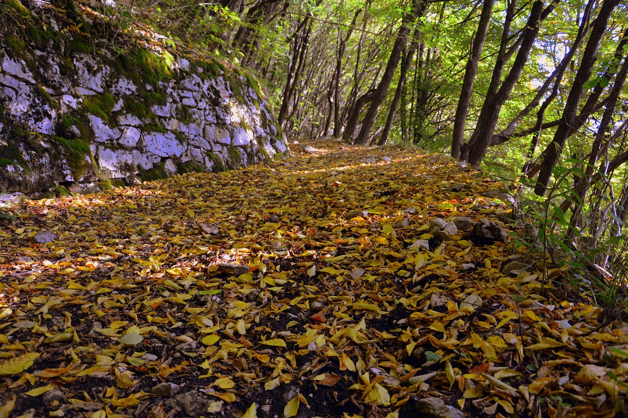 Ekskursija, Miškas, Ruduo, Takas, Kalnas, Europinis Kelias, E5, Lessinia, Italy, Nemokamos Nuotraukos